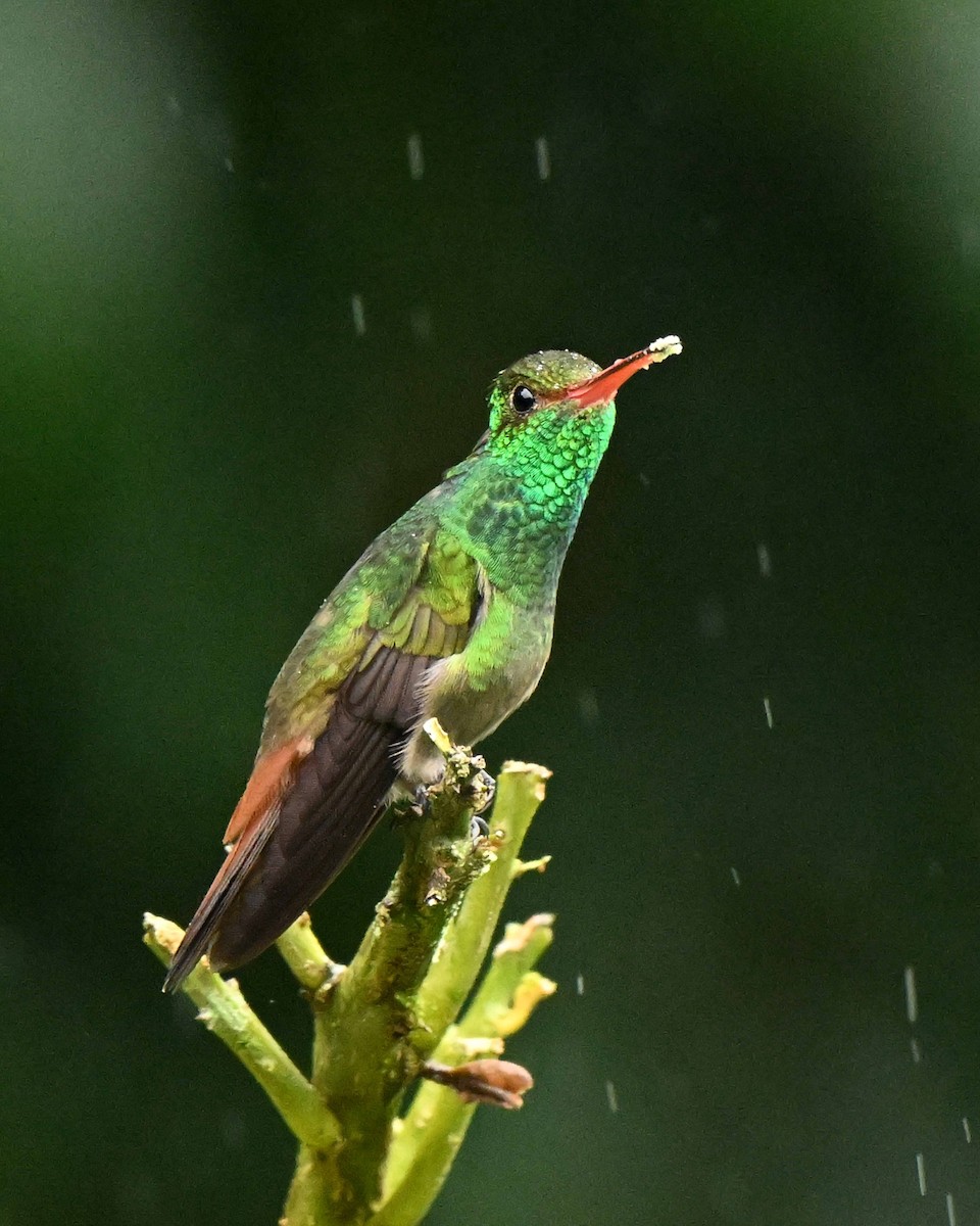 kolibřík rezavoocasý - ML634594128