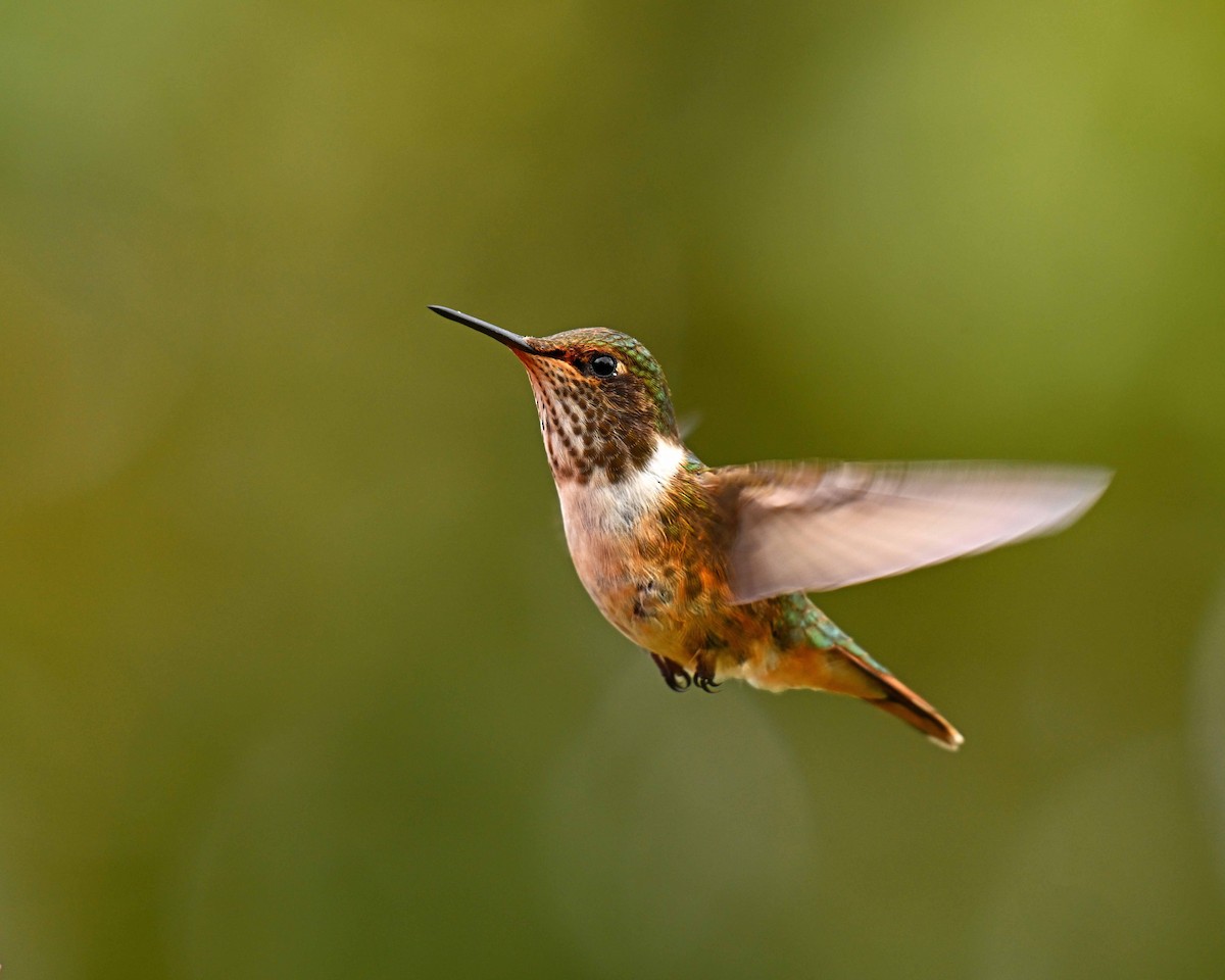 kalypta jiskřivá - ML634594182