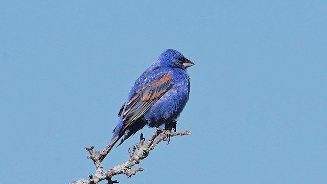 Blue Grosbeak - ML634594203