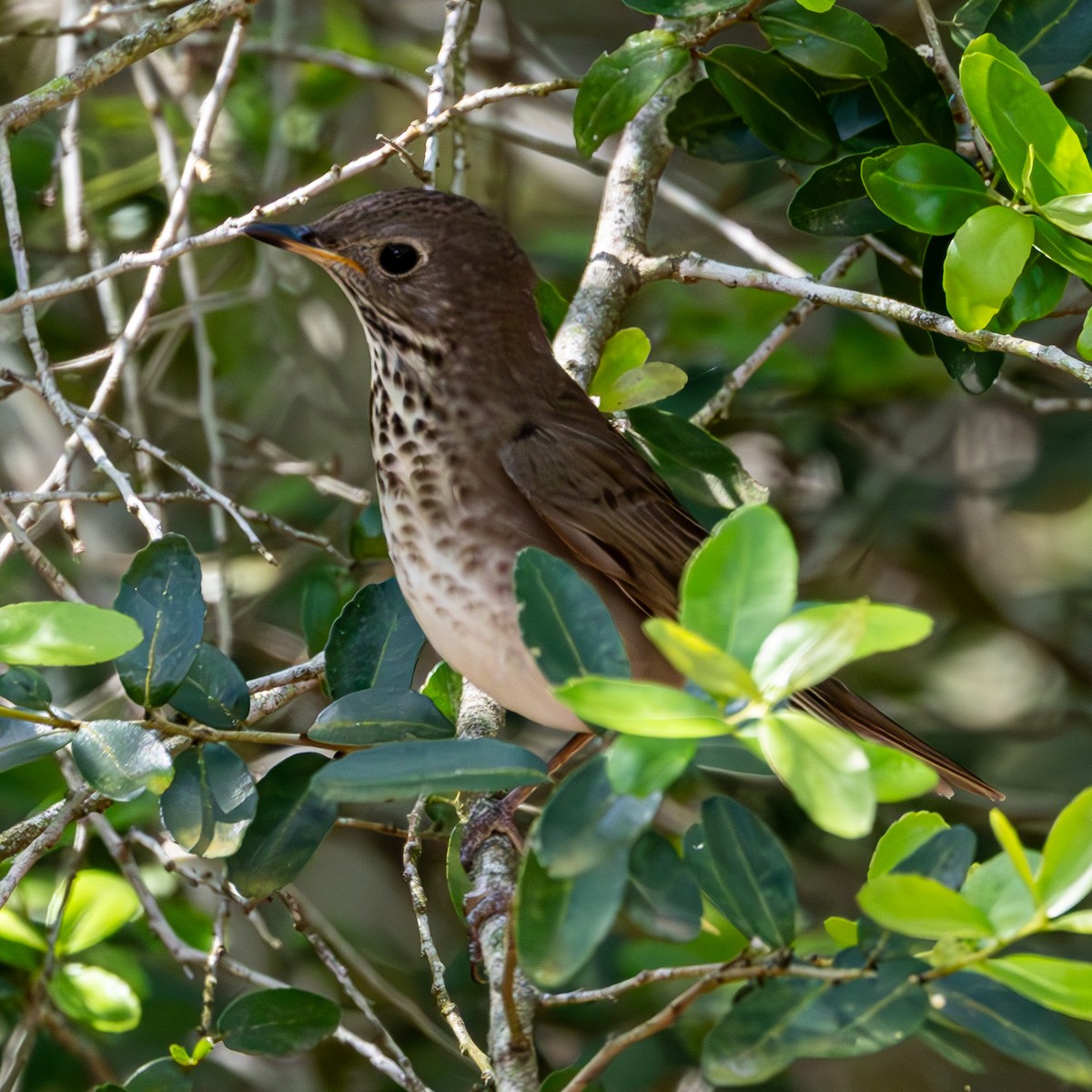 Gray-cheeked Thrush - ML634594211