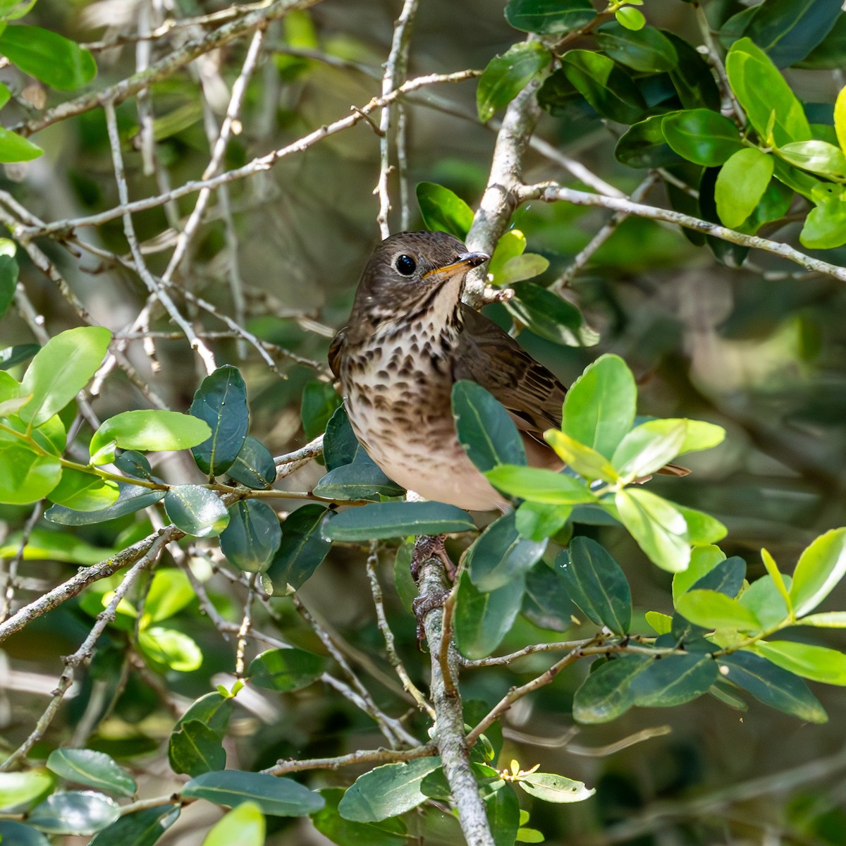Gray-cheeked Thrush - ML634594212