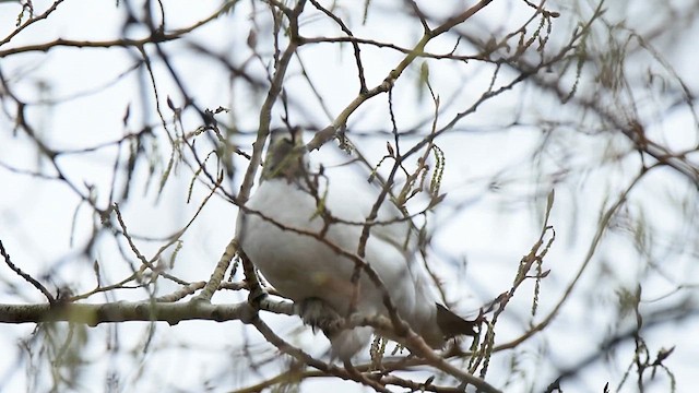 Цагаан ахууна - ML634594249