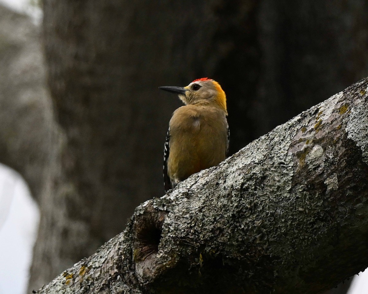 datel žlutotýlý - ML634594262