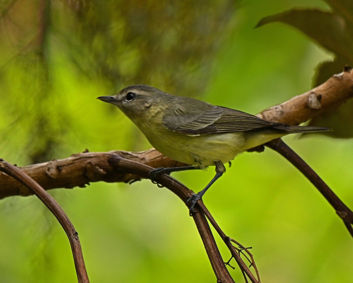 zelenáček kanadský - ML634594281