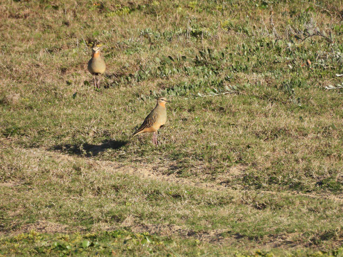 Tawny-throated Dotterel - ML634594361