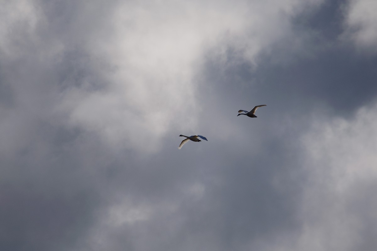 Mute Swan - ML634594467