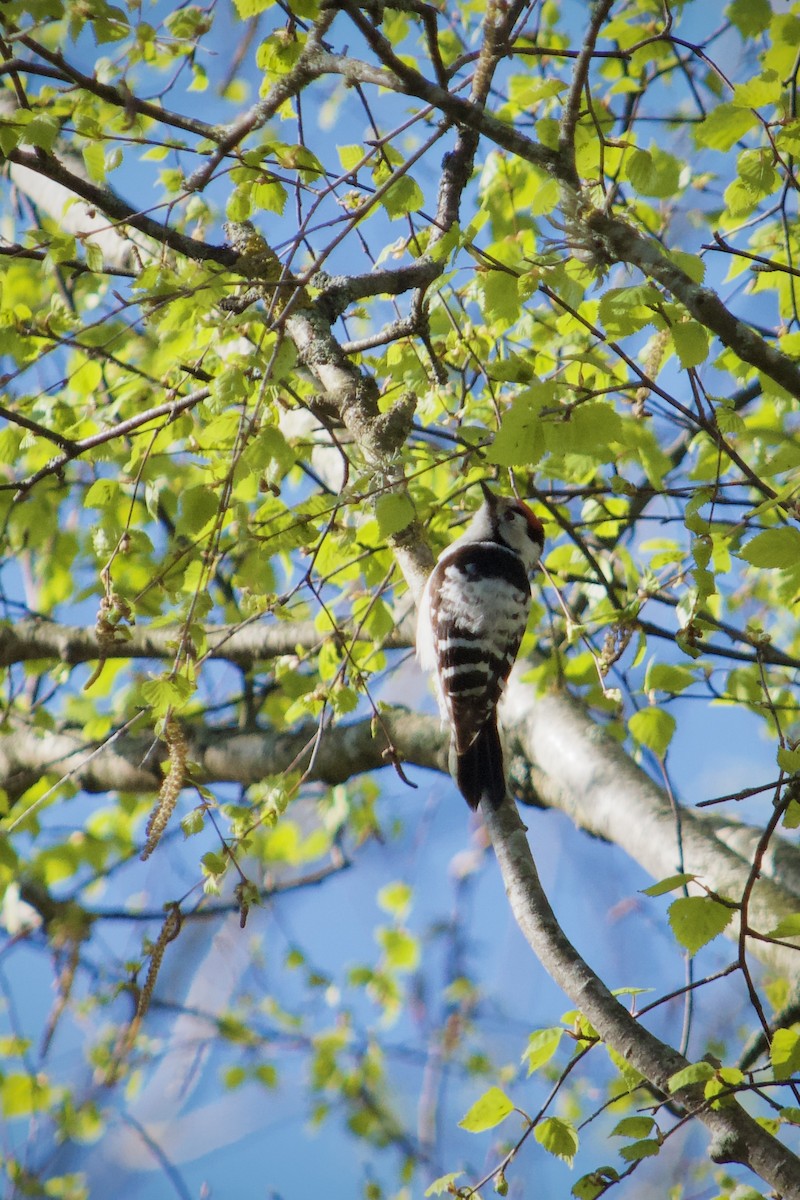Lesser Spotted Woodpecker - ML634594484