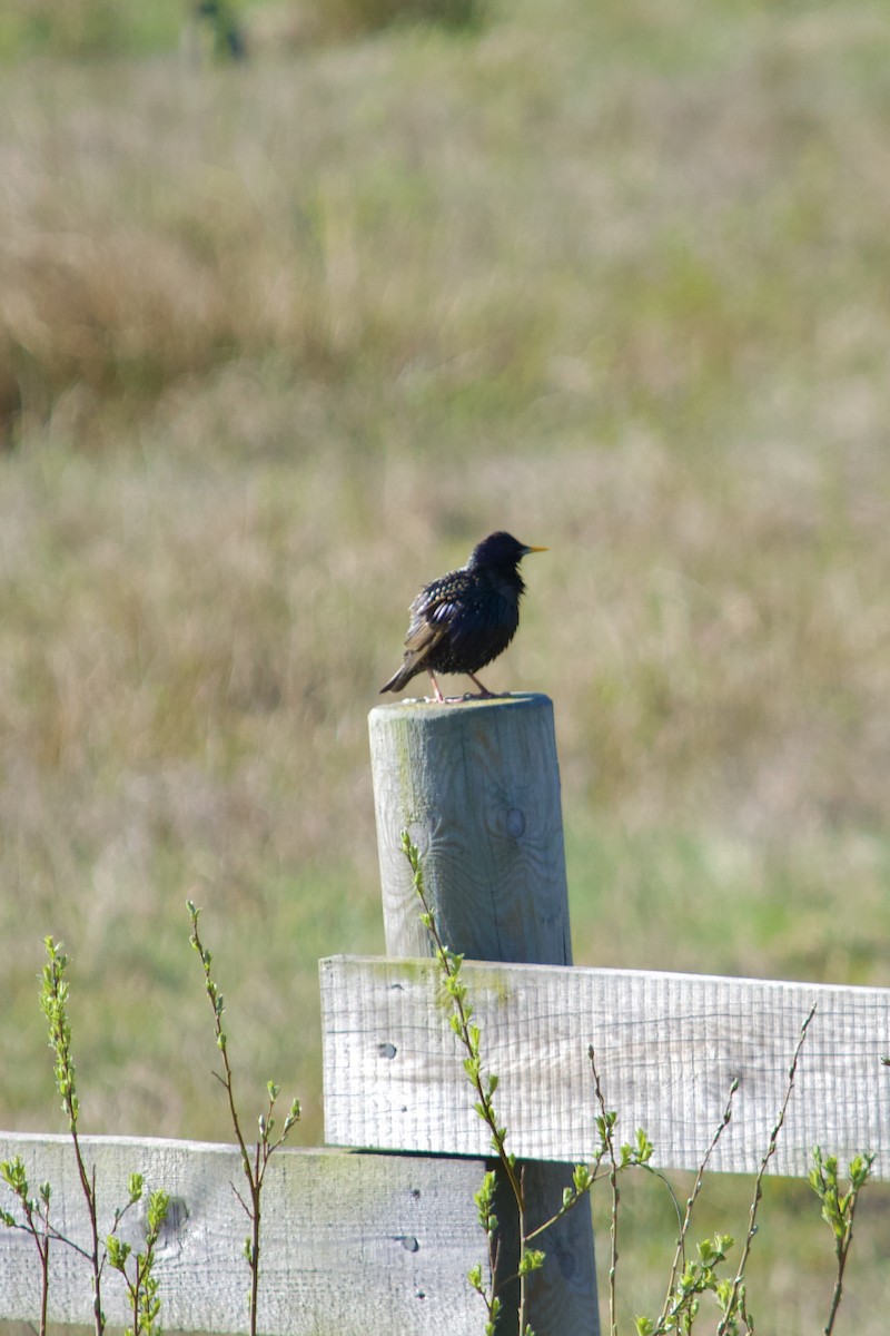 European Starling - ML634594504