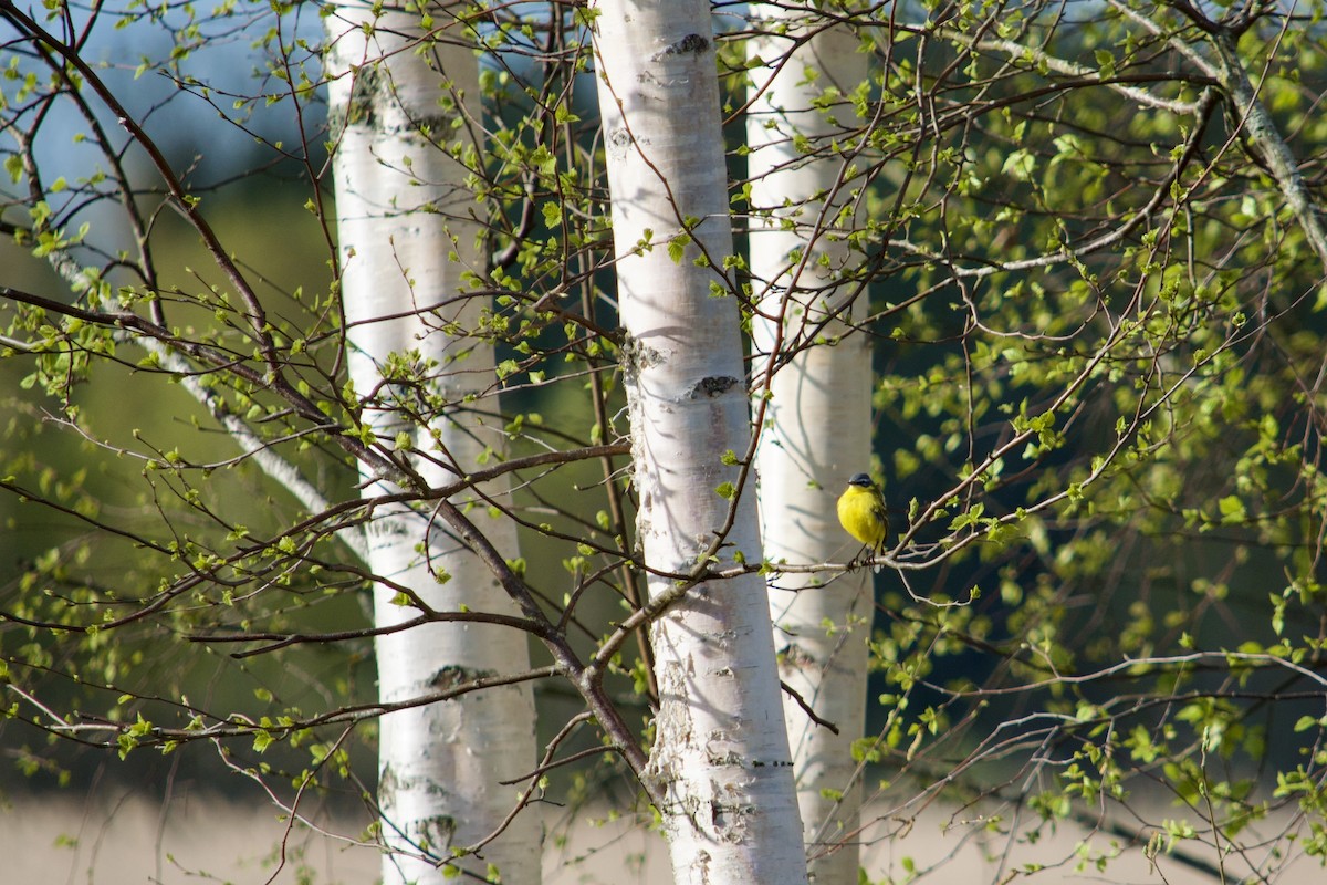 Western Yellow Wagtail - ML634594513