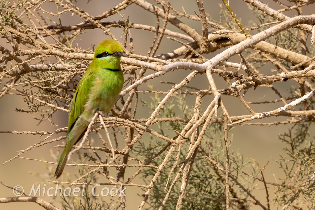 African Green Bee-eater - ML634594602