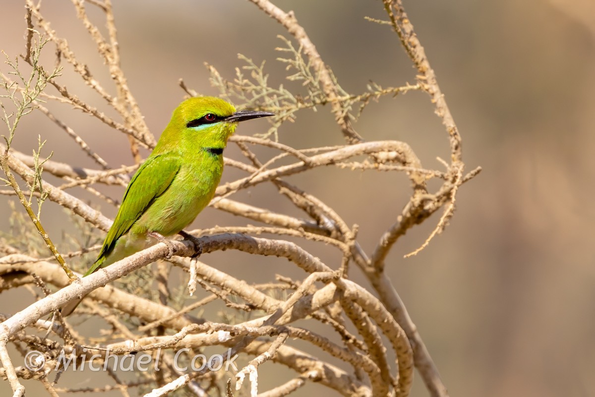 African Green Bee-eater - ML634594603