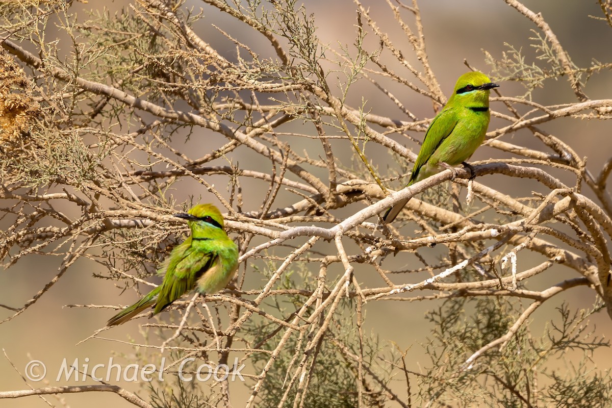 African Green Bee-eater - ML634594605