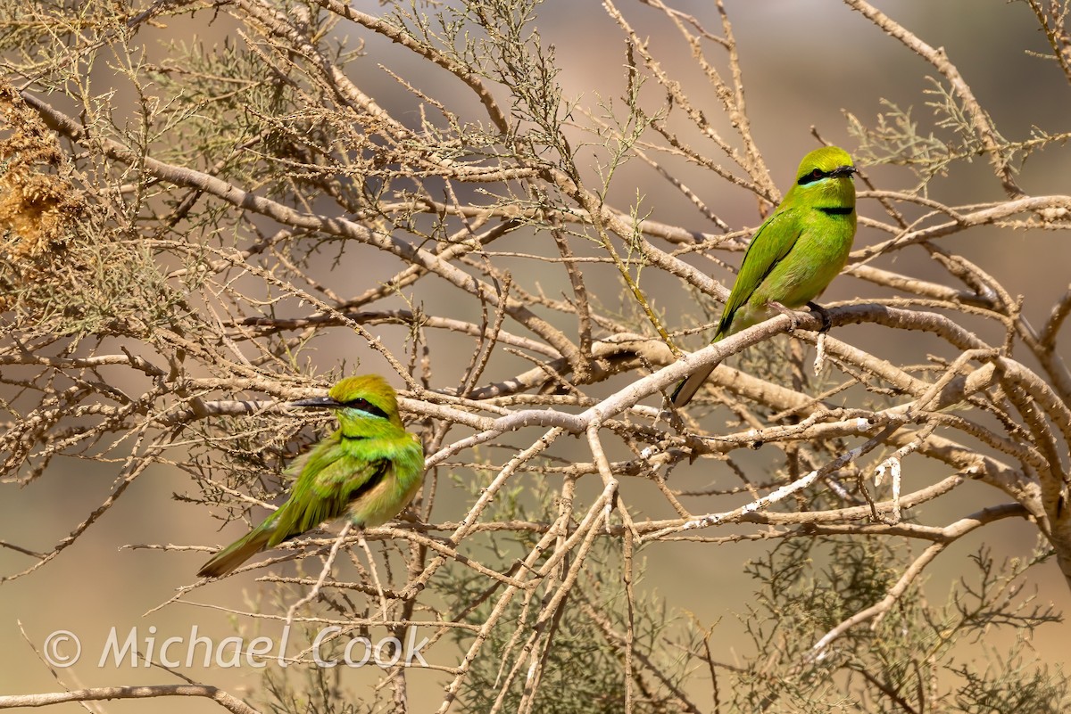 African Green Bee-eater - ML634594606