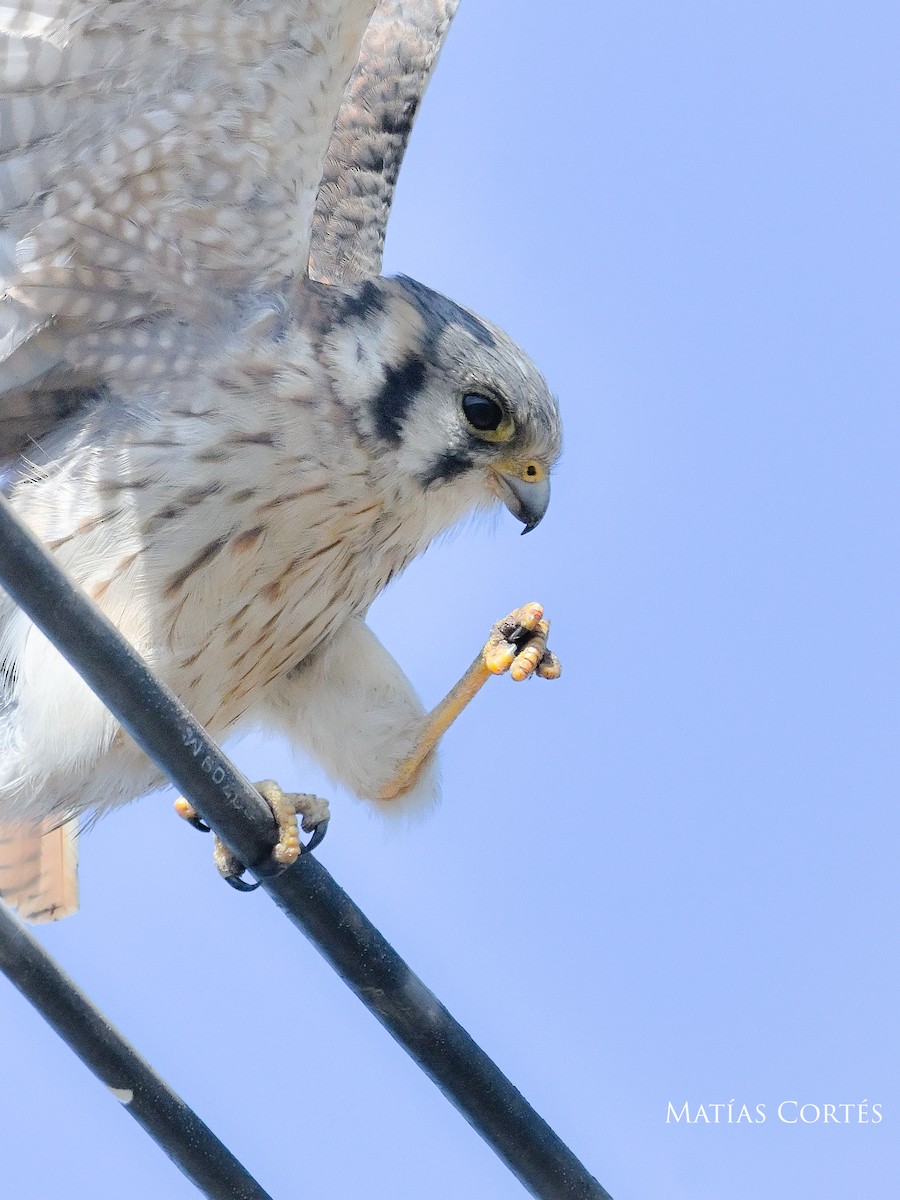 American Kestrel - ML634594613
