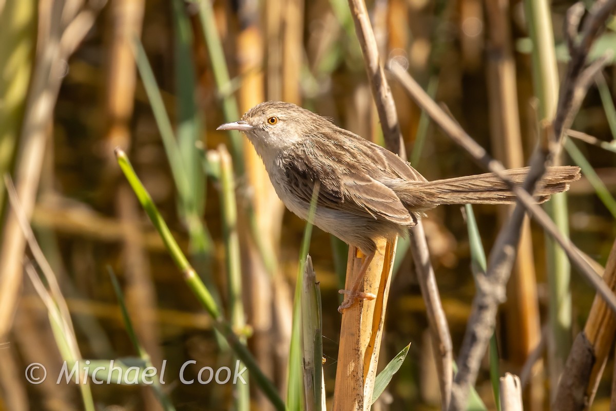 Prinia gracile - ML634594696