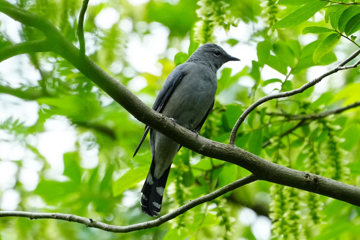 Black-winged Cuckooshrike - ML634594700