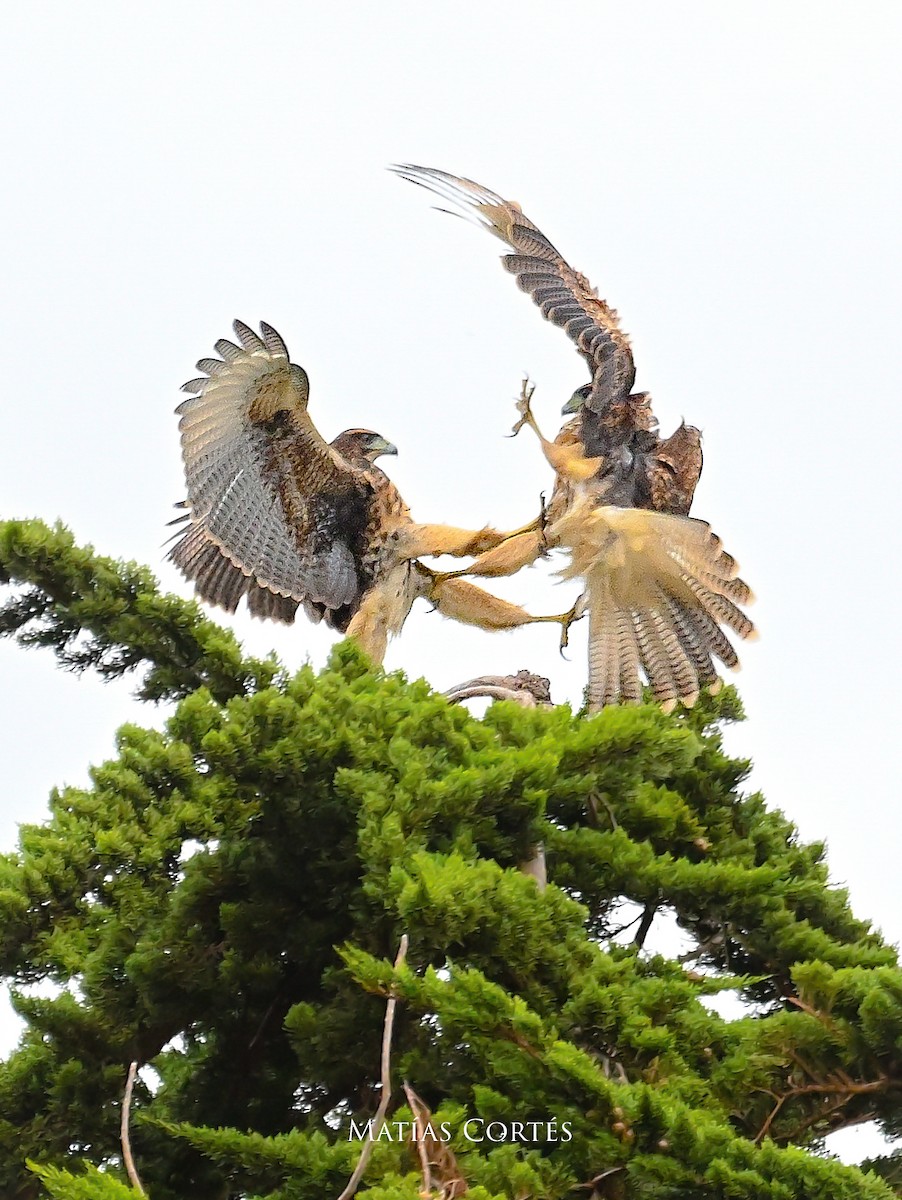 Harris's Hawk - ML634594713