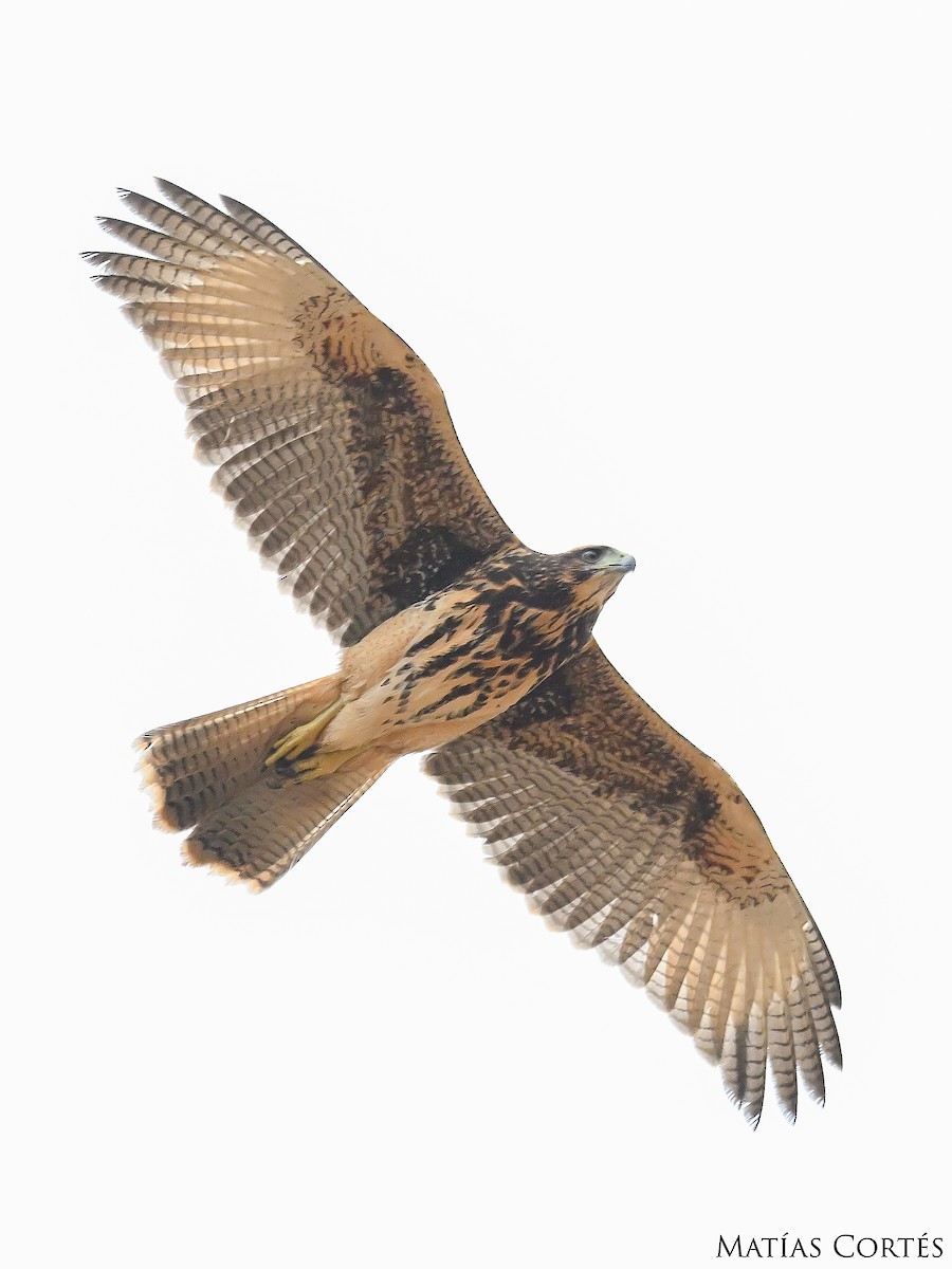 Harris's Hawk - ML634594715