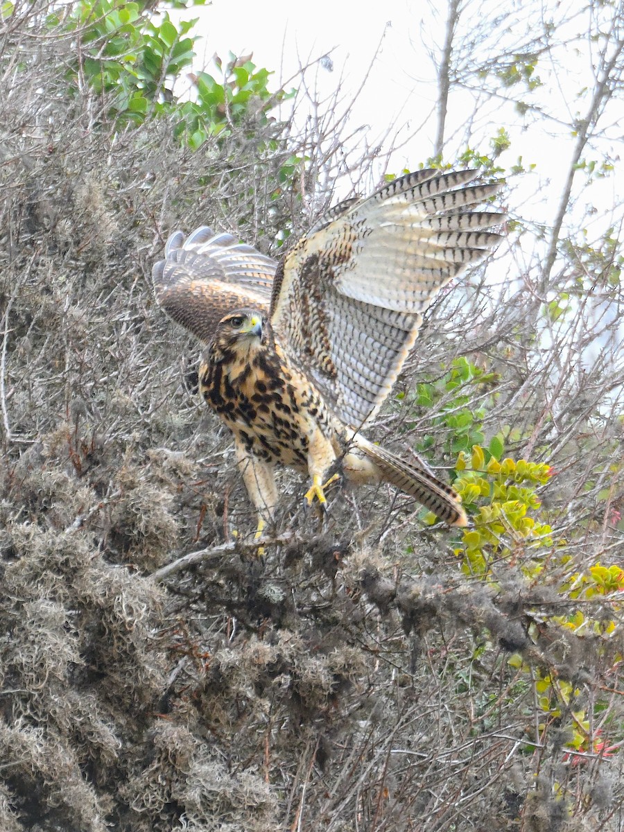 Harris's Hawk - ML634594717