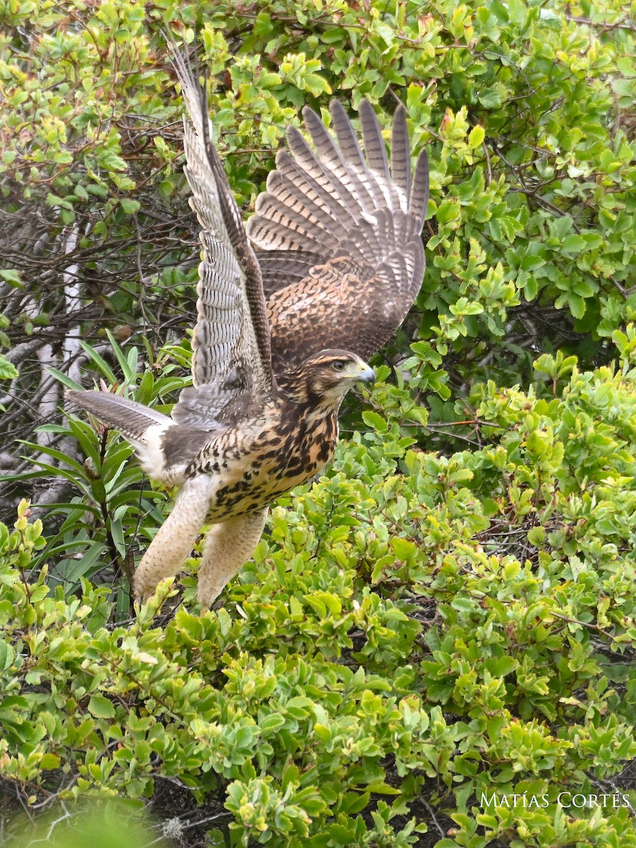 Harris's Hawk - ML634594718
