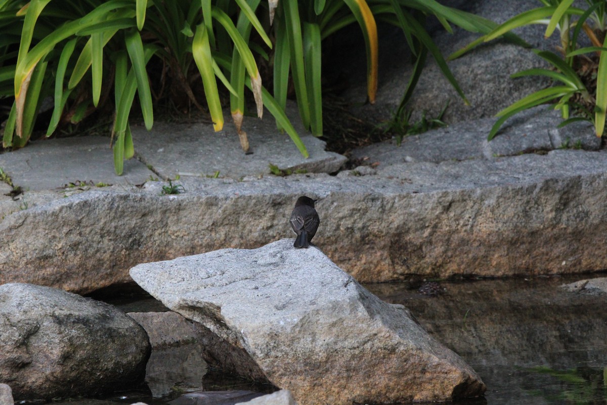 Black Phoebe - ML634594734