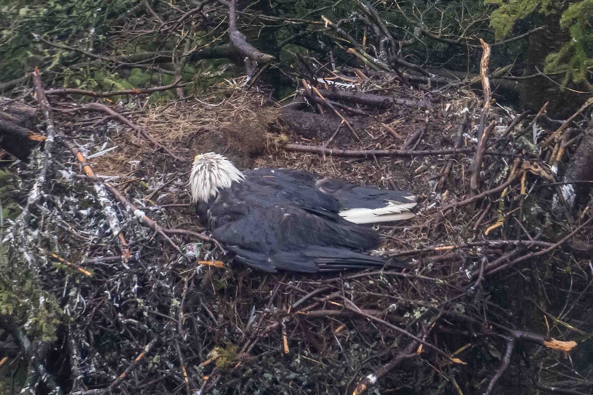 Bald Eagle - ML634594737
