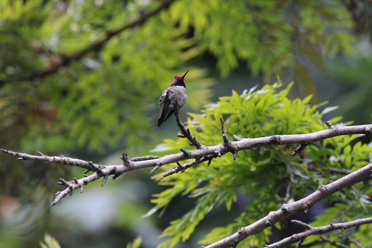 Anna's Hummingbird - ML634594740