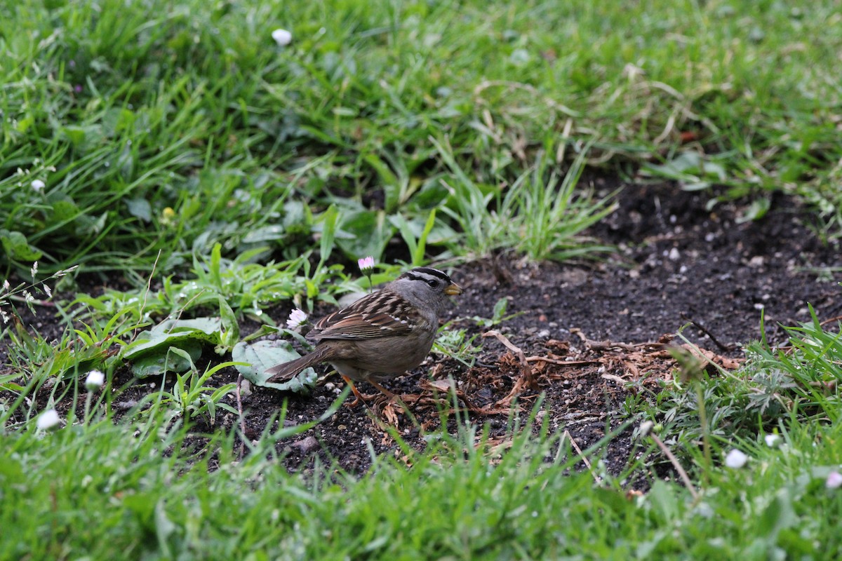 White-crowned Sparrow - ML634594746