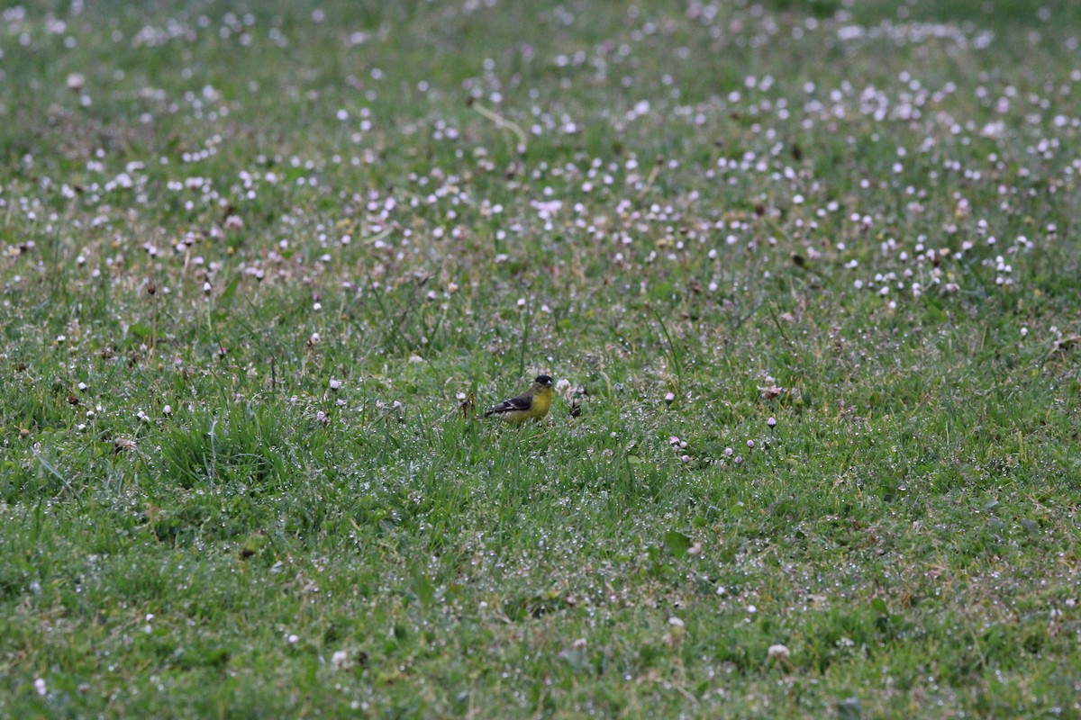 Lesser Goldfinch - ML634594762