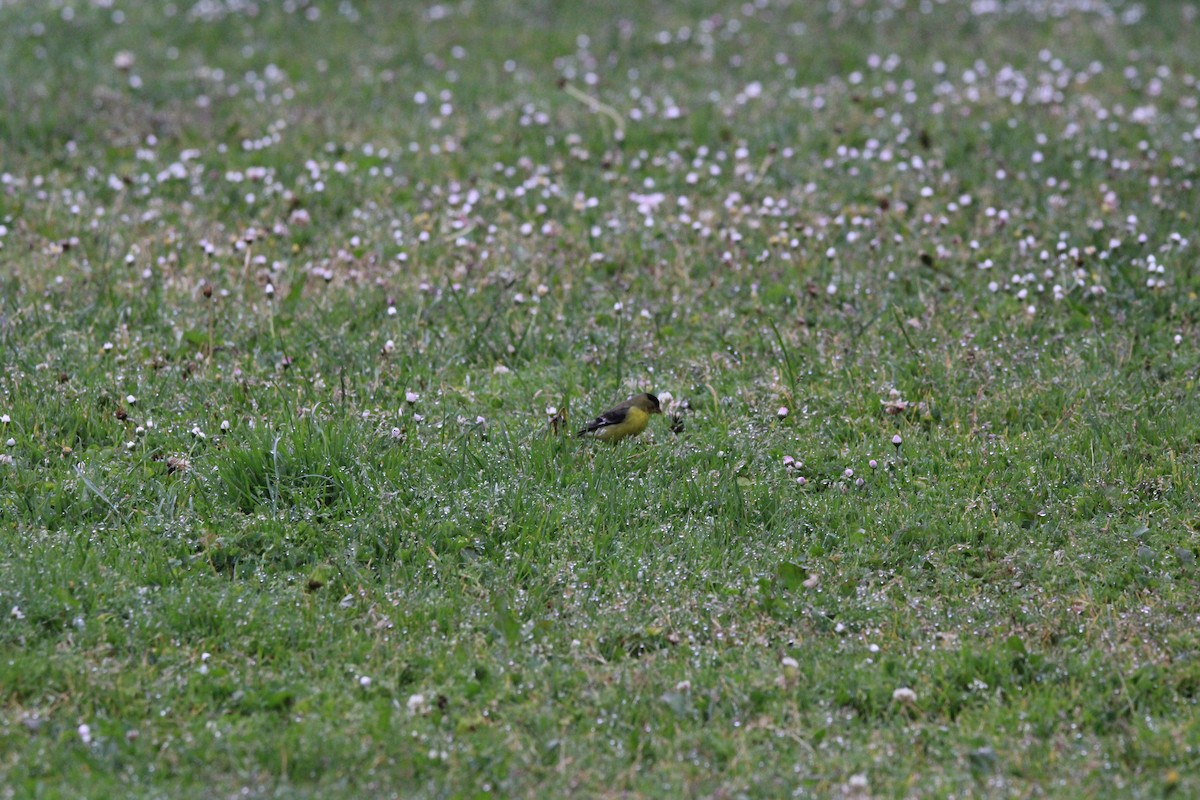 Lesser Goldfinch - ML634594763