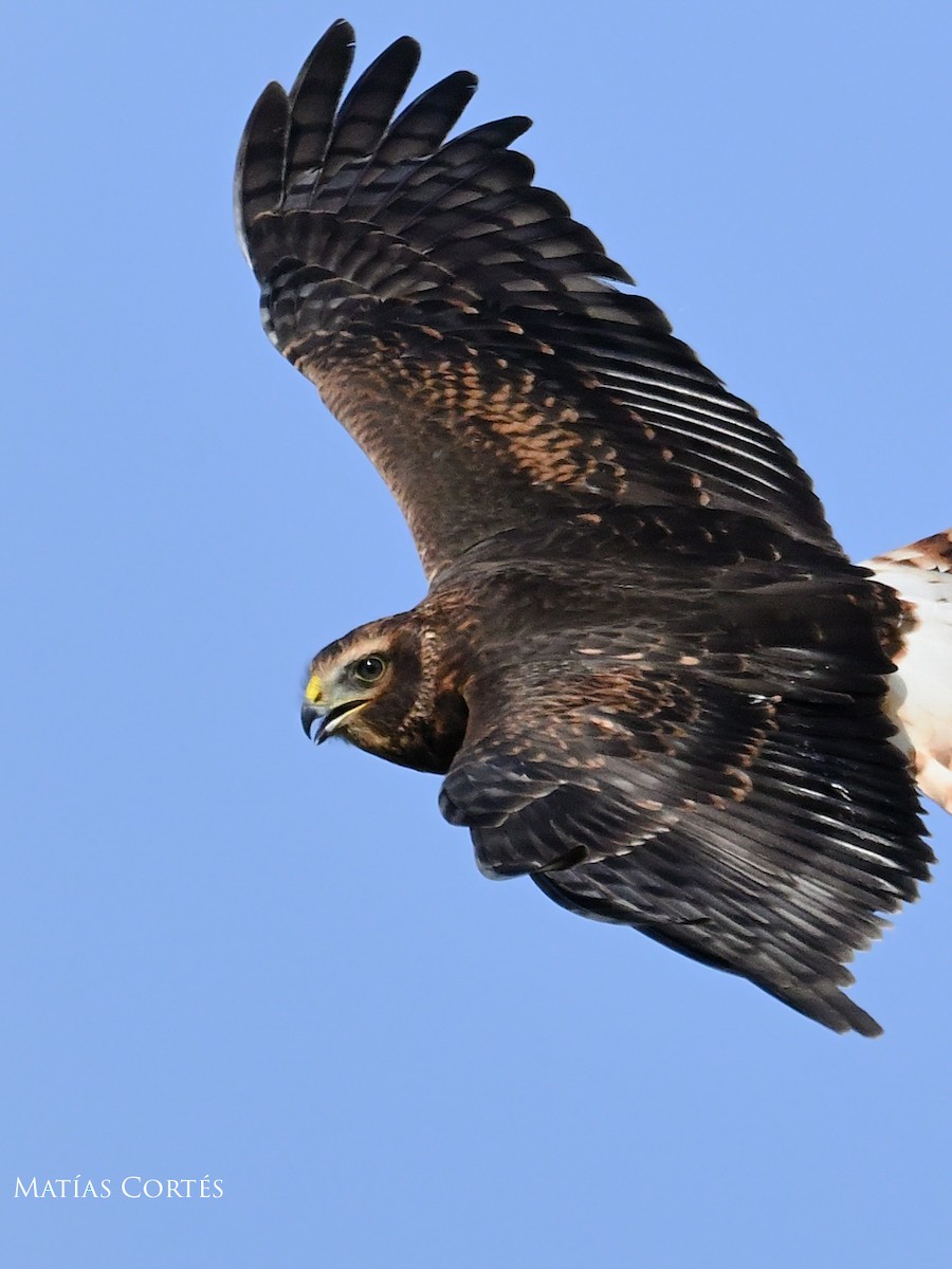 Cinereous Harrier - ML634594770