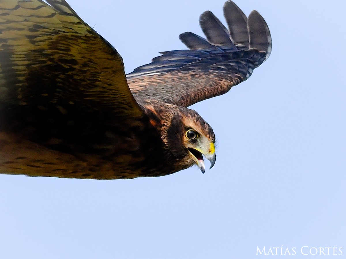 Cinereous Harrier - ML634594771
