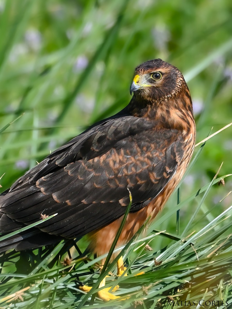 Cinereous Harrier - ML634594772