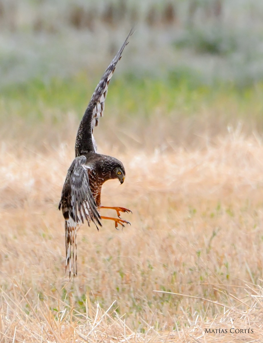 Cinereous Harrier - ML634594774