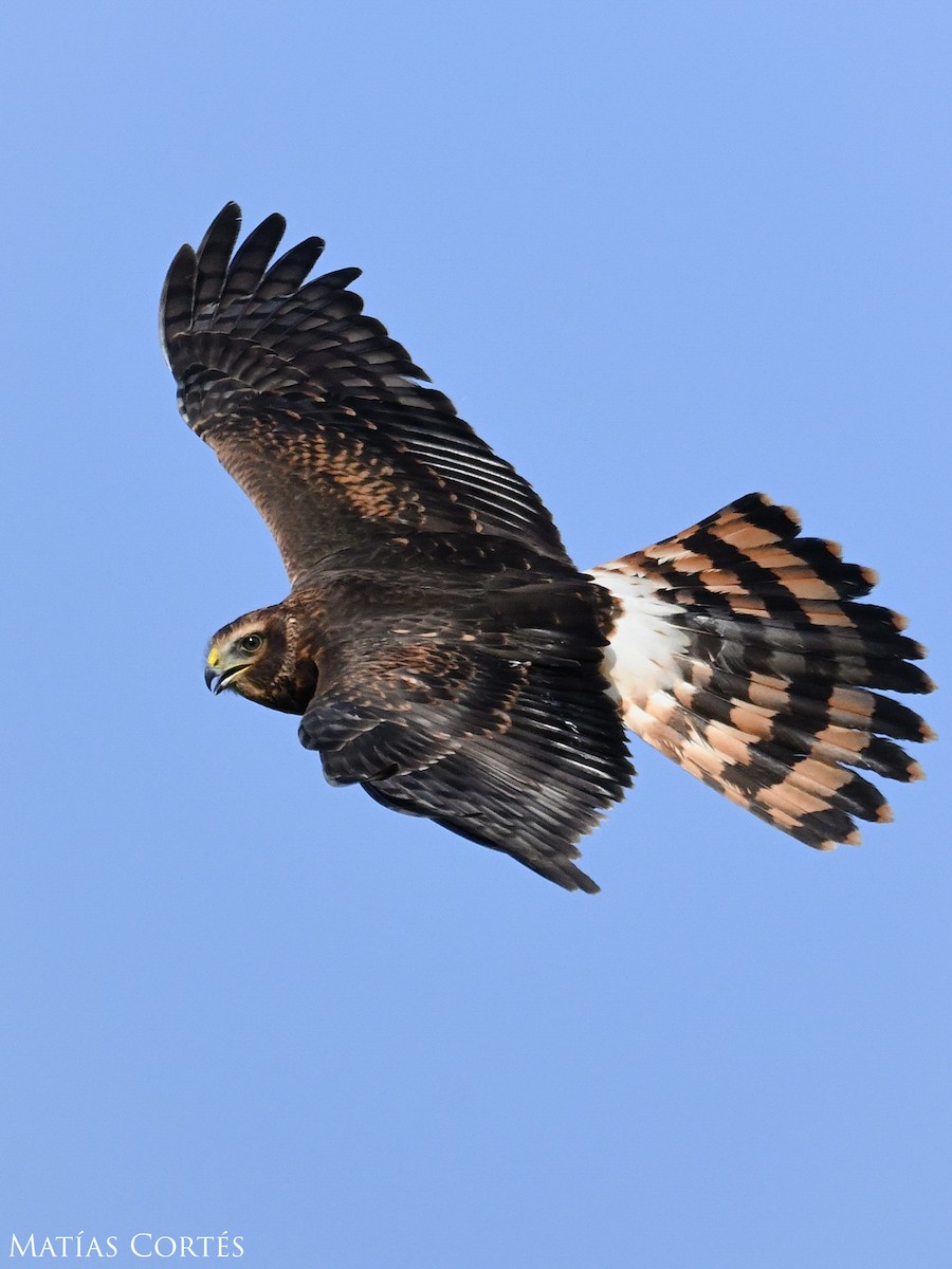 Cinereous Harrier - ML634594775