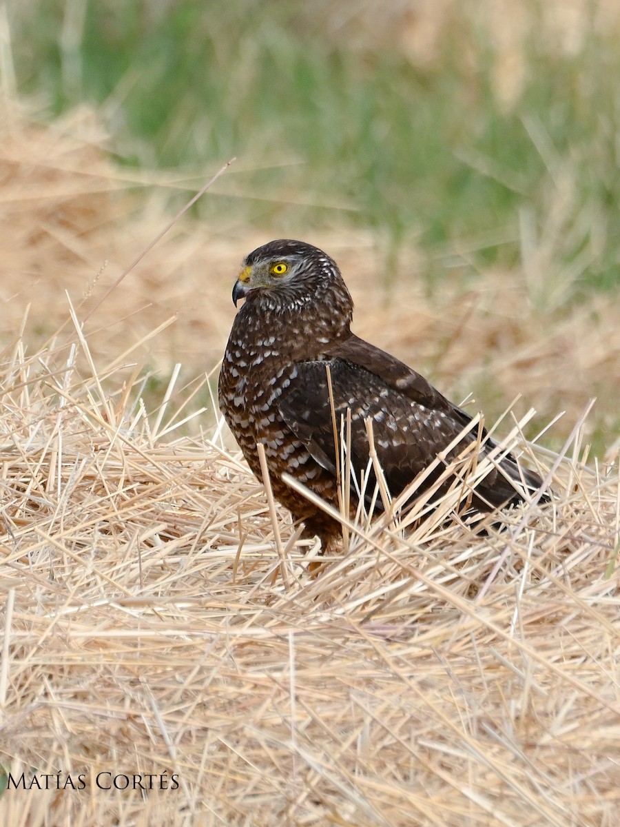 Cinereous Harrier - ML634594776