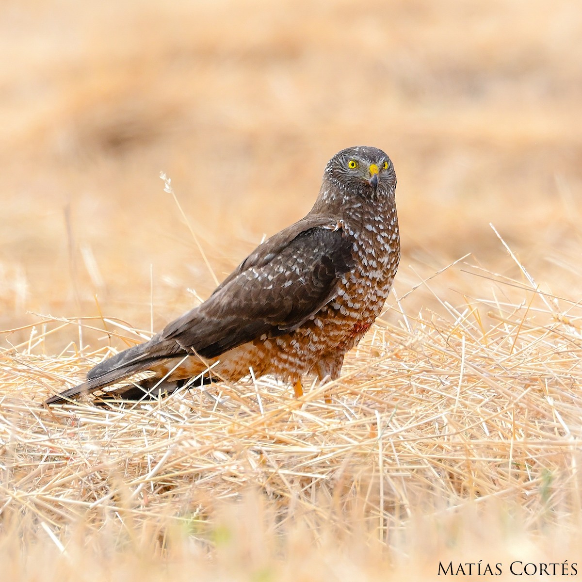 Cinereous Harrier - ML634594777