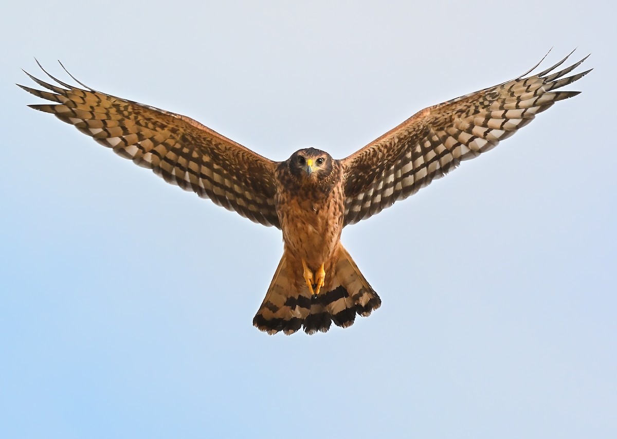 Cinereous Harrier - ML634594778