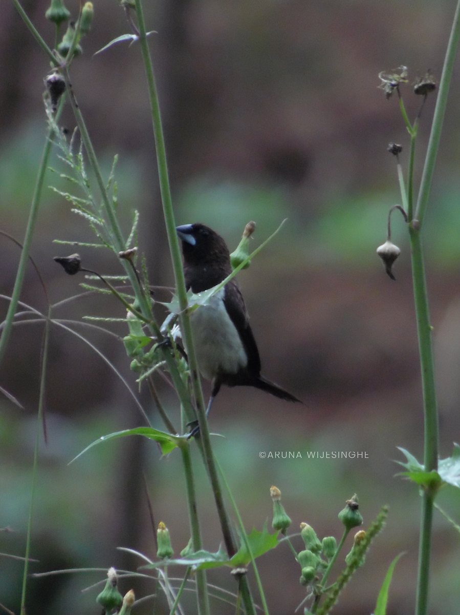 panenka bronzová - ML634594786