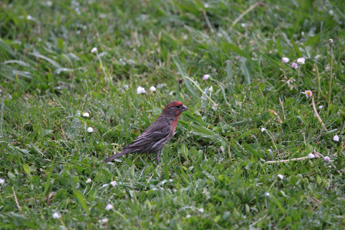 House Finch - ML634594787