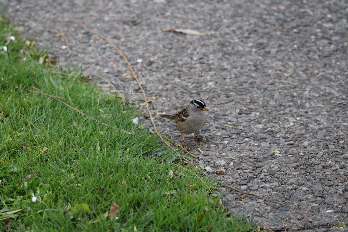 White-crowned Sparrow - ML634594790