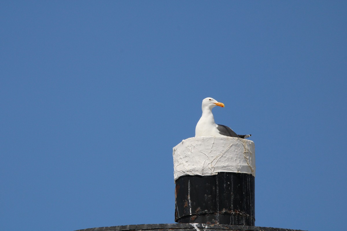 Western Gull - ML634594809