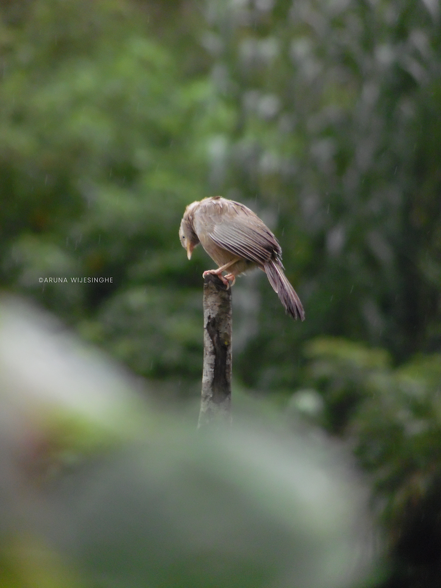 Yellow-billed Babbler - ML634594817