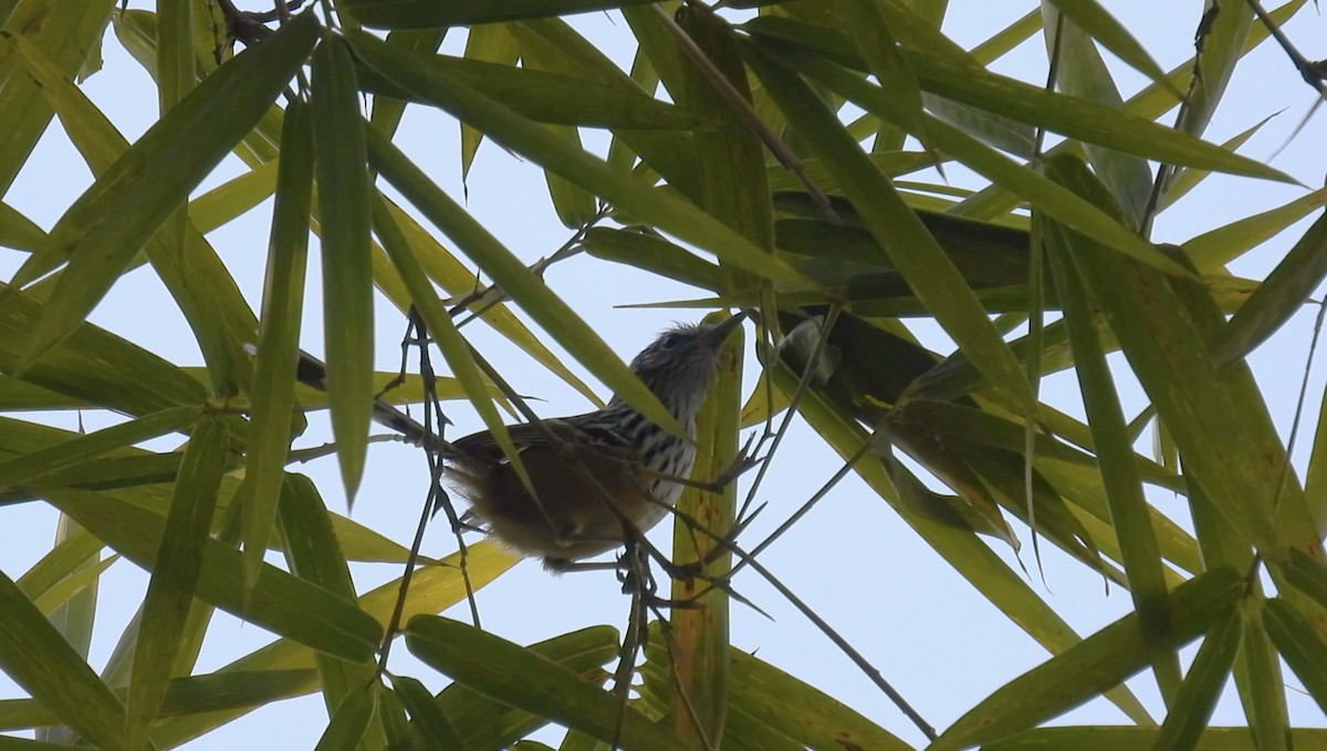 Santa Marta Antbird - ML634594858
