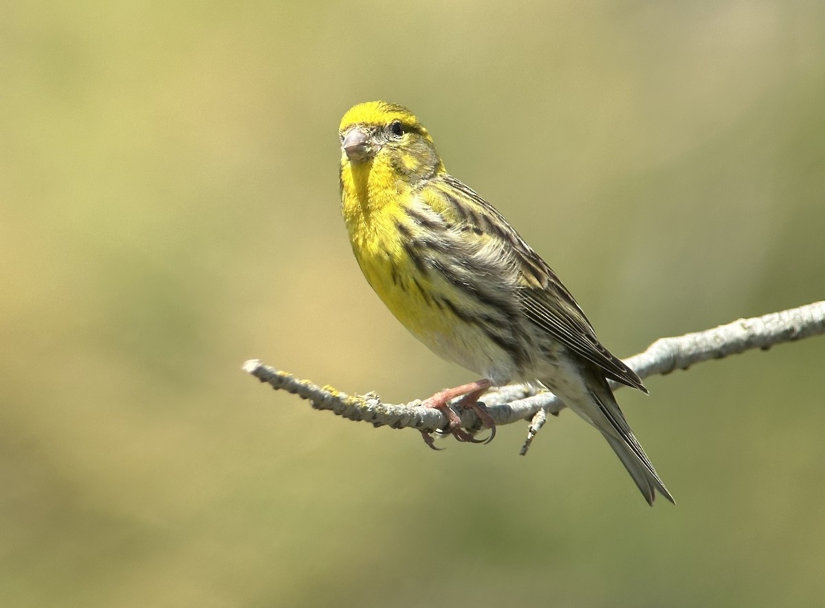 European Serin - ML634594861