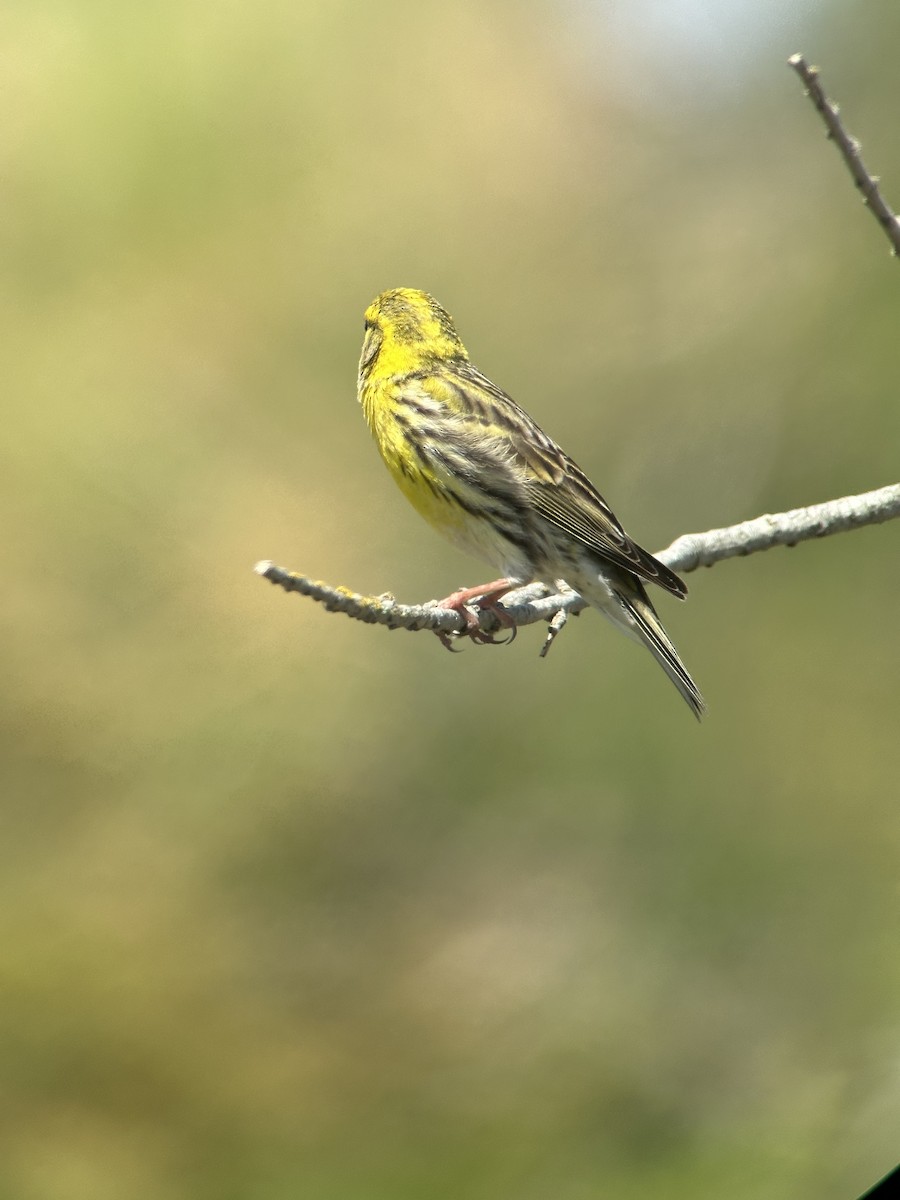 European Serin - ML634594863