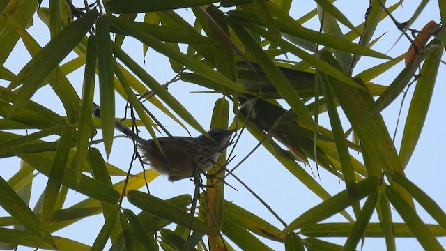 Santa Marta Antbird - ML634594877