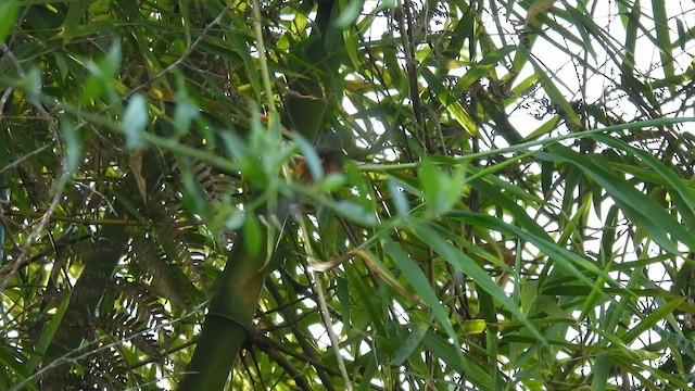 Santa Marta Antbird - ML634594879