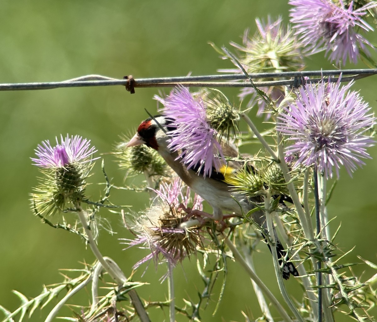 European Goldfinch - ML634594880