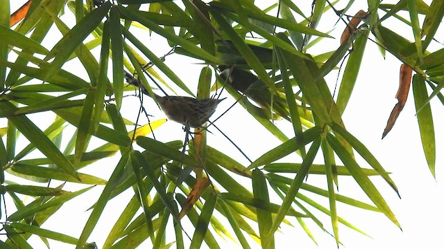 Santa Marta Antbird - ML634594882